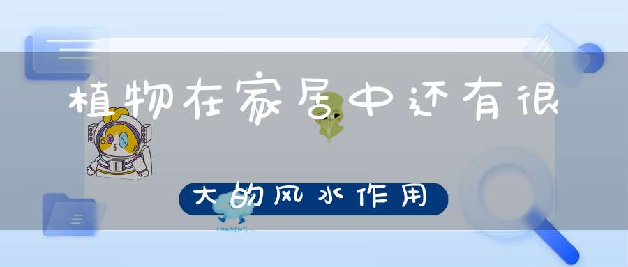 植物在家居中还有很大的风水作用