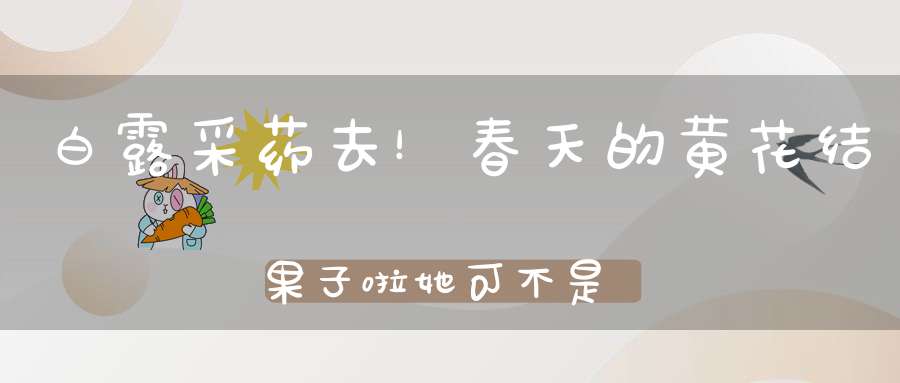 白露采药去！春天的黄花结果子啦她可不是迎春！