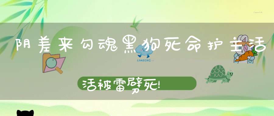 阴差来勾魂黑狗死命护主活活被雷劈死！